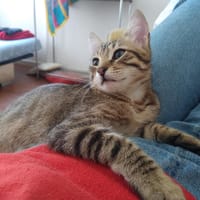 ISHINO, chat à adopter
