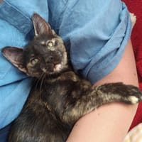 MOUSSE, chatte à adopter