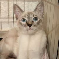 KYRA, chatte à adopter