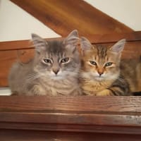 Ibis et Altéa, chatte à adopter