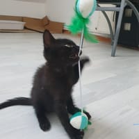 Arrow, chat à adopter