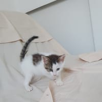 Arlequin, chat à adopter