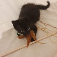 Aïko, chat à adopter