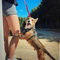 LUCI, chienne à adopter