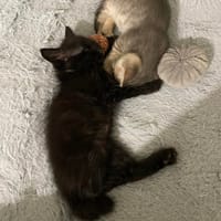 Sparrow et Angelo, chat à adopter