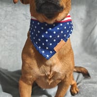 Maïka, chienne à adopter