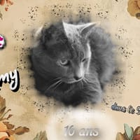 Kimy, chatte à adopter