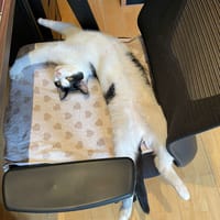 FRIPOUILLE, chat à adopter