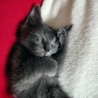 Berlioz, chat à adopter