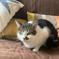 bibi, chat à adopter