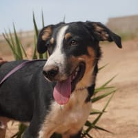CARLOS (Maria), chien à adopter