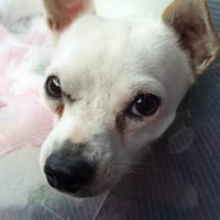 Poupi petite chihuahua câline, chienne à adopter