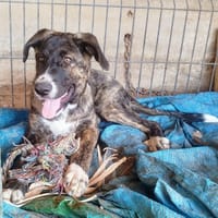 MOKA (101 huellas), chienne à adopter