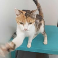 SHAKIRA adorable minette, chatte à adopter