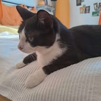 NANA, chatte à adopter