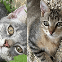 OPALE et MILLOW, chat à adopter