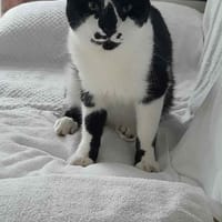 MaXOU, chat à adopter