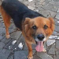 Fulmine, cane da adottare