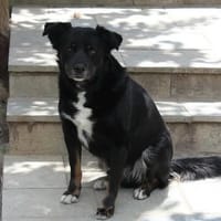 Tamu, chien à adopter