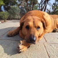 Zeus, chien à adopter