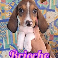 BRIOCHE della serie I DOLCETTI, cane femmina da adottare
