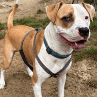 Benny, dog to adopt
