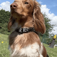 Hugo, dog to adopt