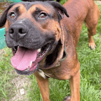 Jackson, dog to adopt