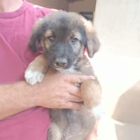 Rouky, chien à adopter