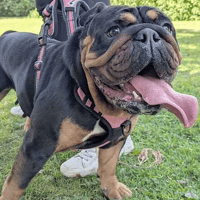 Truffle, female dog to adopt