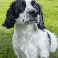 Pablo, dog to adopt