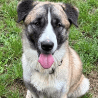 Apollo, dog to adopt