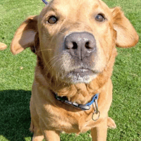 Baylee, dog to adopt