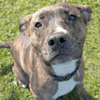 Luna, female dog to adopt