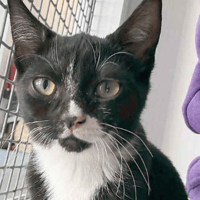 Leia, female cat to adopt