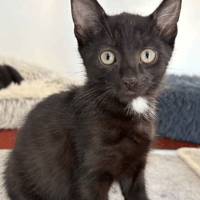 Gizmo, cat to adopt