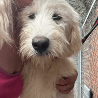 Poppy, female dog to adopt