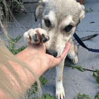 Iris, female dog to adopt