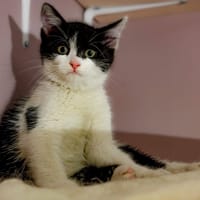 Léon, chat à adopter