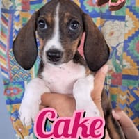 CAKE della serie I DOLCETTI, cane femmina da adottare