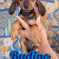 BUDINO della serie I DOLCETTI, cane da adottare