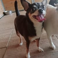 Luna, perra en adopción