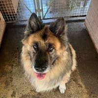 Baril, pies do adopcji