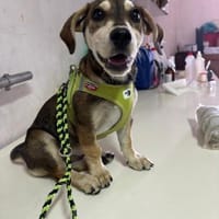 Daisy sucht ihr Glück, Hündin zur Adoption