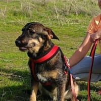 Emo sucht ein tolles Zuhause, Hund zur Adoption