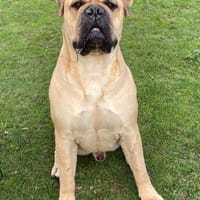 ESKO- PRIVATER NOTFALL, Hund zur Adoption