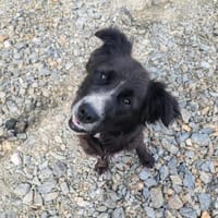 🌞 Sunny sucht ihr Für-immer-Zuhause 🌞, Hündin zur Adoption