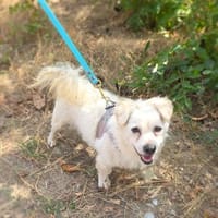Toller kleiner Pekinesen Mix, Hund zur Adoption