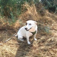 Bella ein bezauberndes Mädchen, Hündin zur Adoption