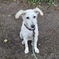 💛Thora💛sucht erfahrenes Zuhause, Hündin zur Adoption